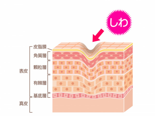 肌イラスト