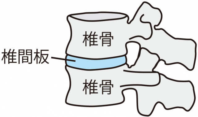 椎骨の写真